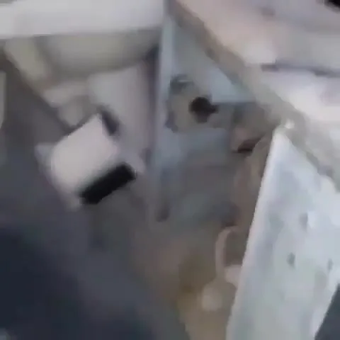 Слепой выбор мороженого