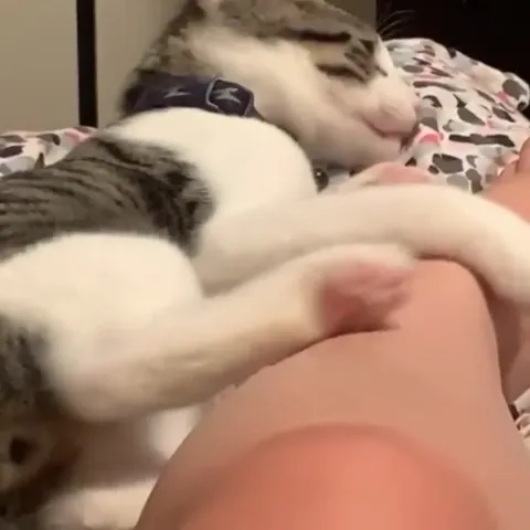 Котик требует внимания