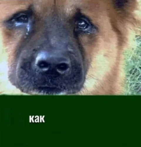 Плачущий пёс с подписью «как»