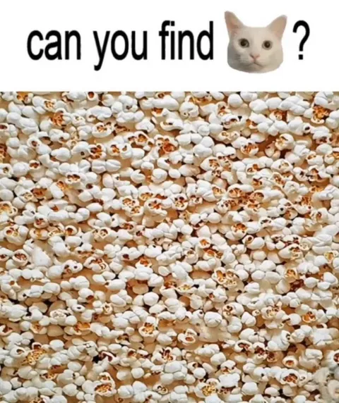 Can You Find the Cat