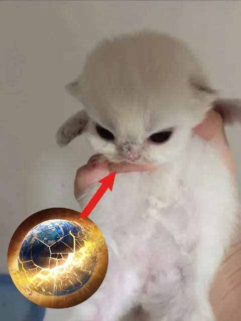Котёнок и магический шар