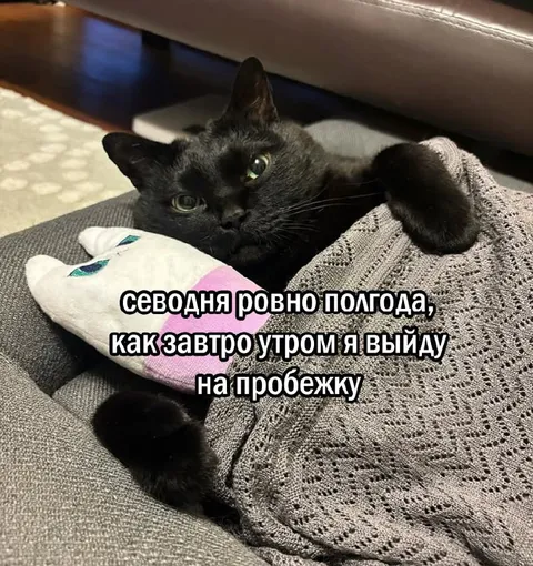 Кот снова откладывает пробежку
