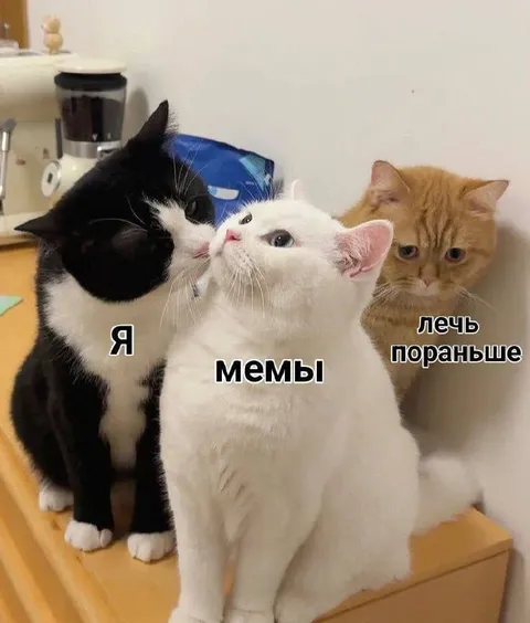 Мемы не дают лечь пораньше