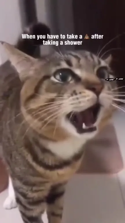 Cat Has to Poop After Shower