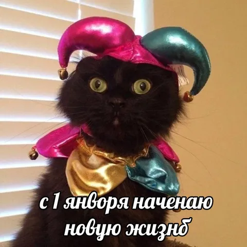 Кот начинает новую жизнь