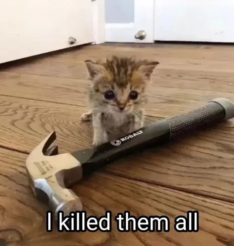Kitten With a Hammer