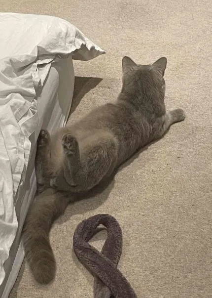 Кот в странной позе
