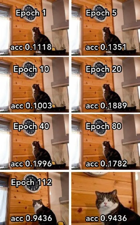 Cat Training Accuracy Finally Improves