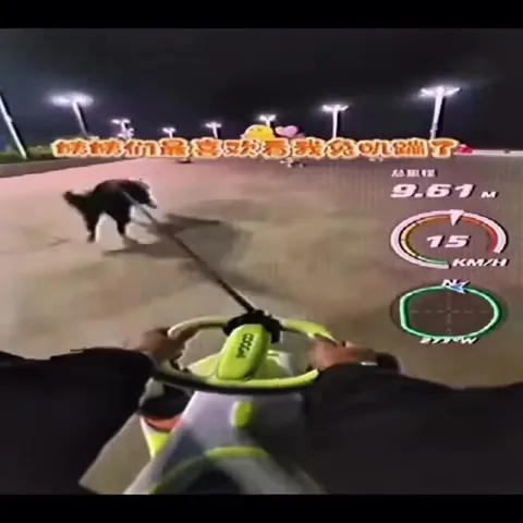 可乐带狗夜间狂奔