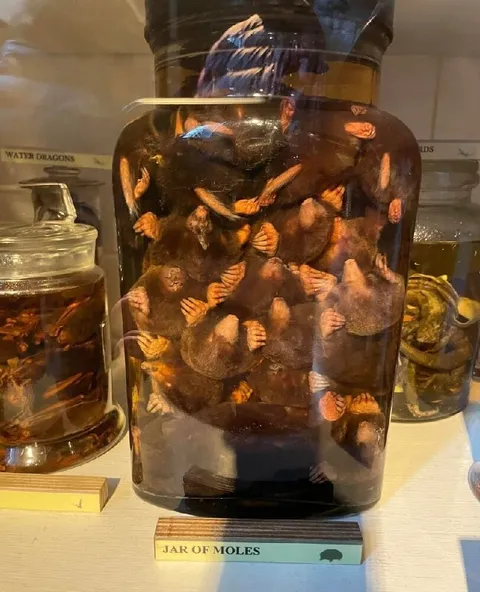 Jar of Moles