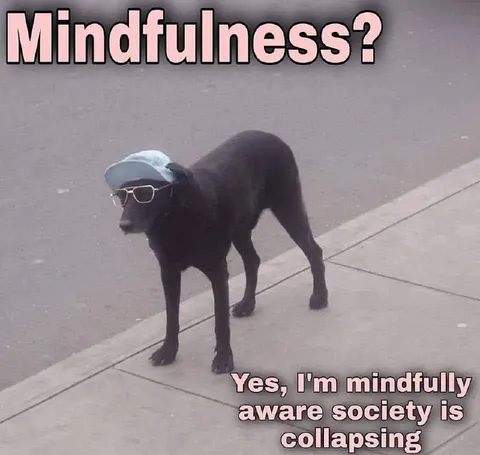 Mindfulness Dog Aware Society Is Collapsing