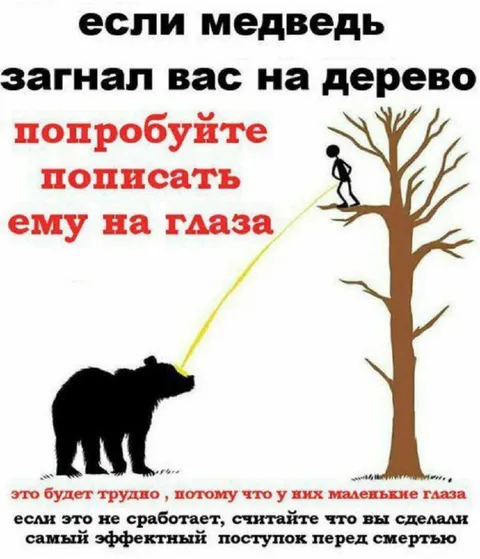 Если медведь загнал на дерево