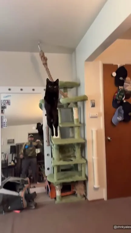 Кот прыгает прямо в камеру