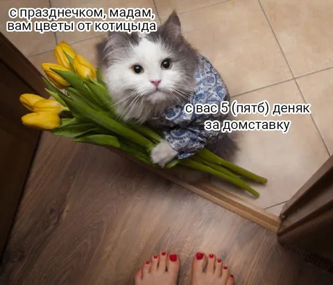 Кот с цветами за пять деняк
