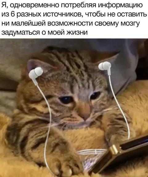 Кот, избегающий мыслей о жизни