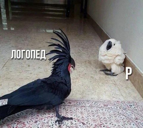 Логопед учит букву Р