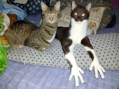 Кот с необычно длинными лапами