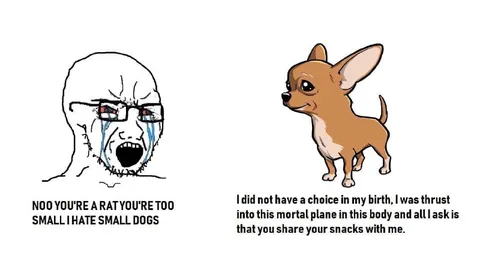 Small Dog Demands Your Snacks