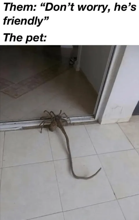 The Friendly Pet