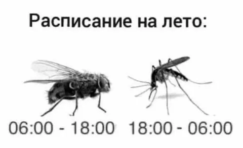 Расписание на лето: муха и комар