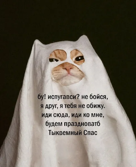 Кот-призрак зовёт праздновать