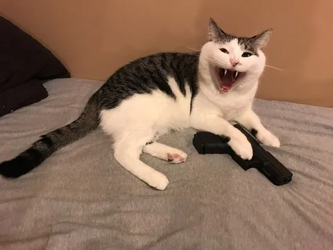 Кричащий кот с пистолетом