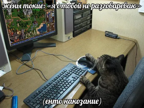 Кот за компьютером в наказание