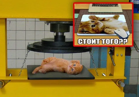 Кот на промышленных весах
