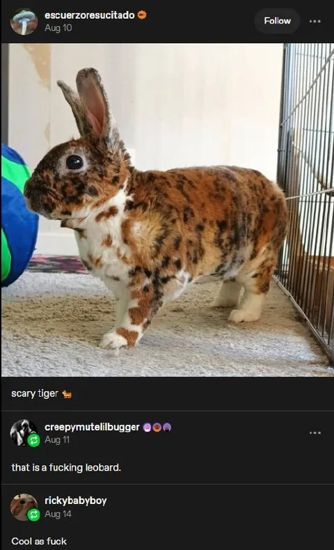 Scary Tiger Is a Leopard