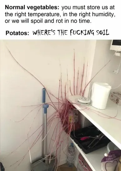 Potatoes Looking for Soil