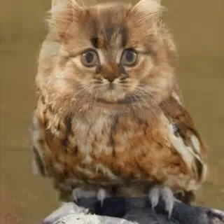 Cat Owl Transformation