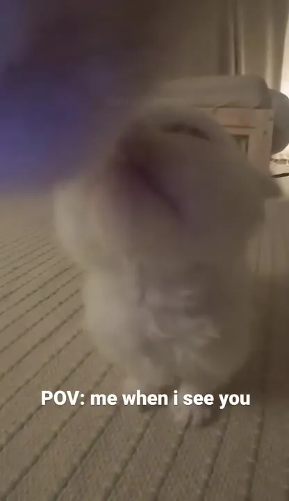 Cat Runs Toward You