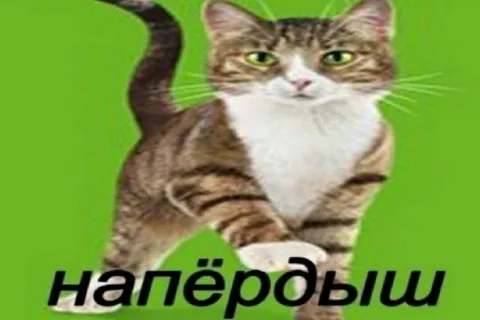 Кот напёрдыл
