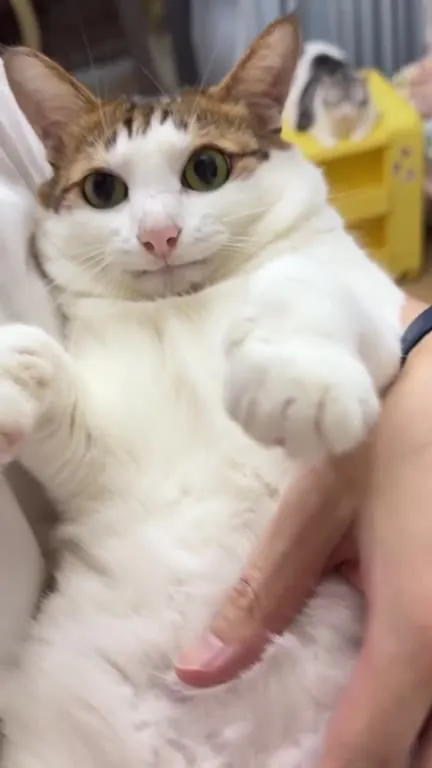 Кот с меняющимися эмоциями