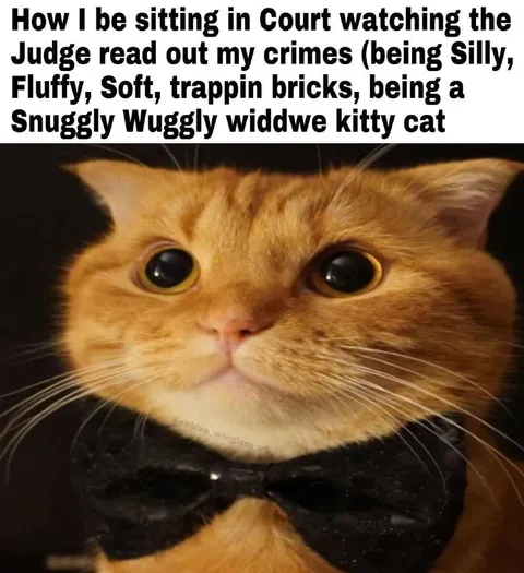 Silly Kitty Cat in Court