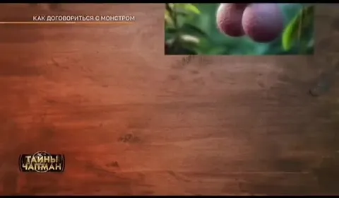 Как договориться с монстром