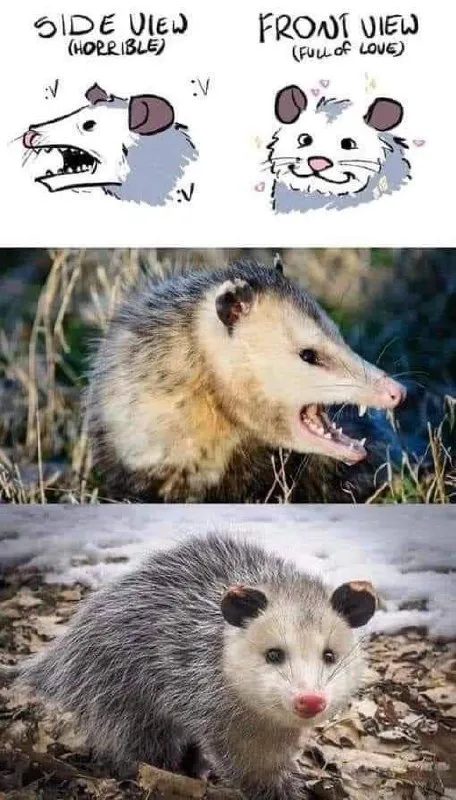 Opossum Side View vs Front View