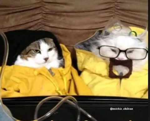 Коты переживают тяжёлую поездку