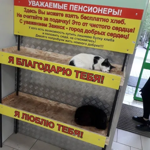 Коты благодарят за бесплатный хлеб
