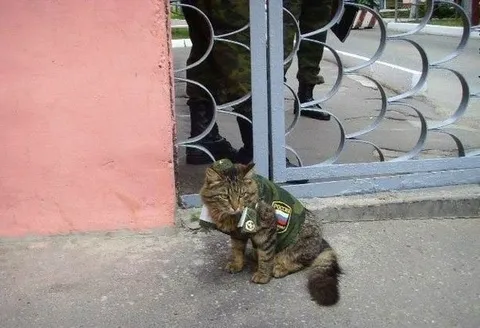 Кот в военной форме
