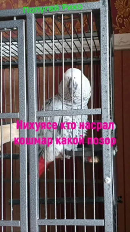 Попугай Рико возмущён клеткой