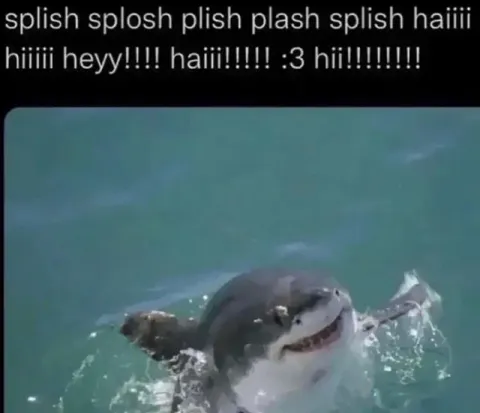 Excited Shark Says Hi