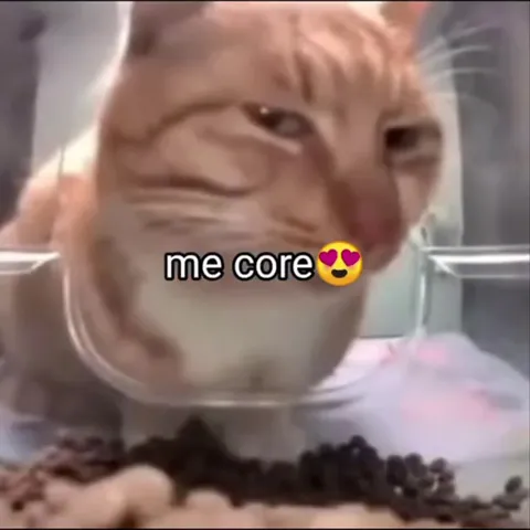 Me Core Cat in a Bowl