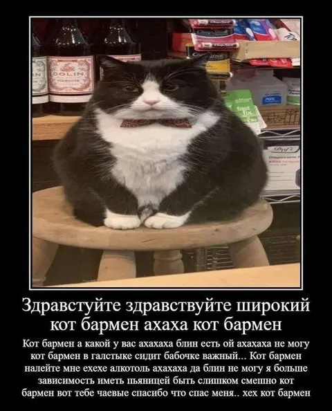 Кот-бармен в галстуке