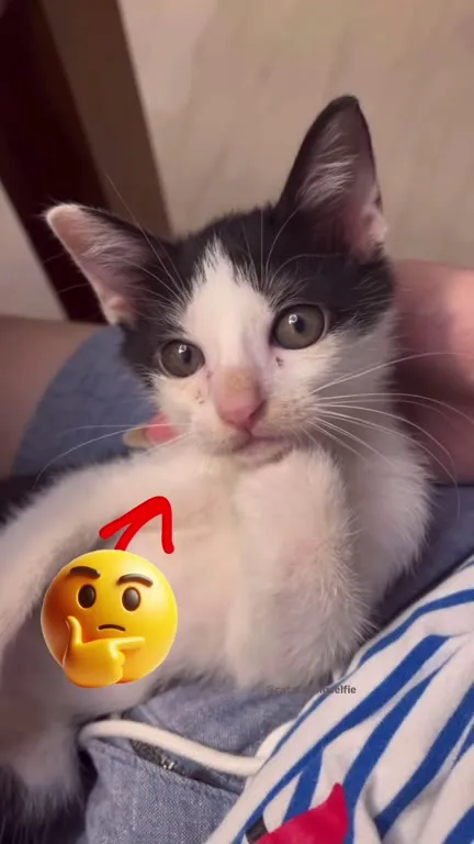 Котёнок задумался