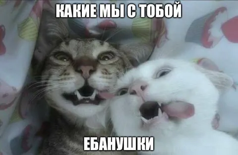 Какие мы с тобой ебанушки