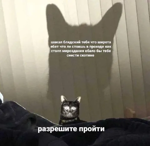 Кот требует разрешить пройти