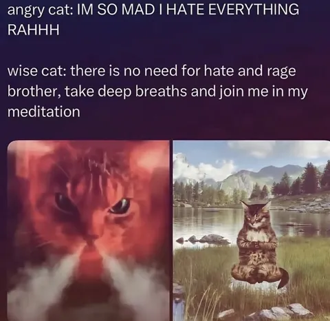 Angry Cat Meets Wise Cat