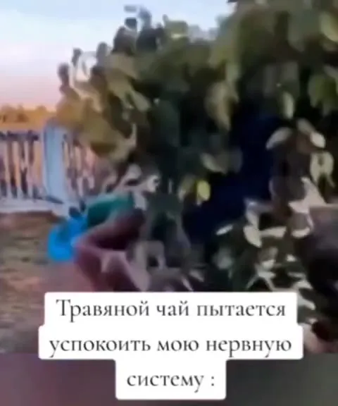 Травяной чай успокаивает нервную систему