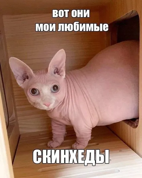 Мои любимые скинхеды
